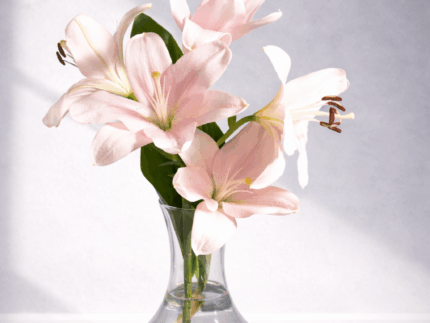 Lilies Love