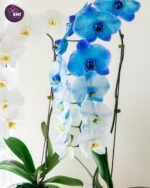 orchids - Image 2