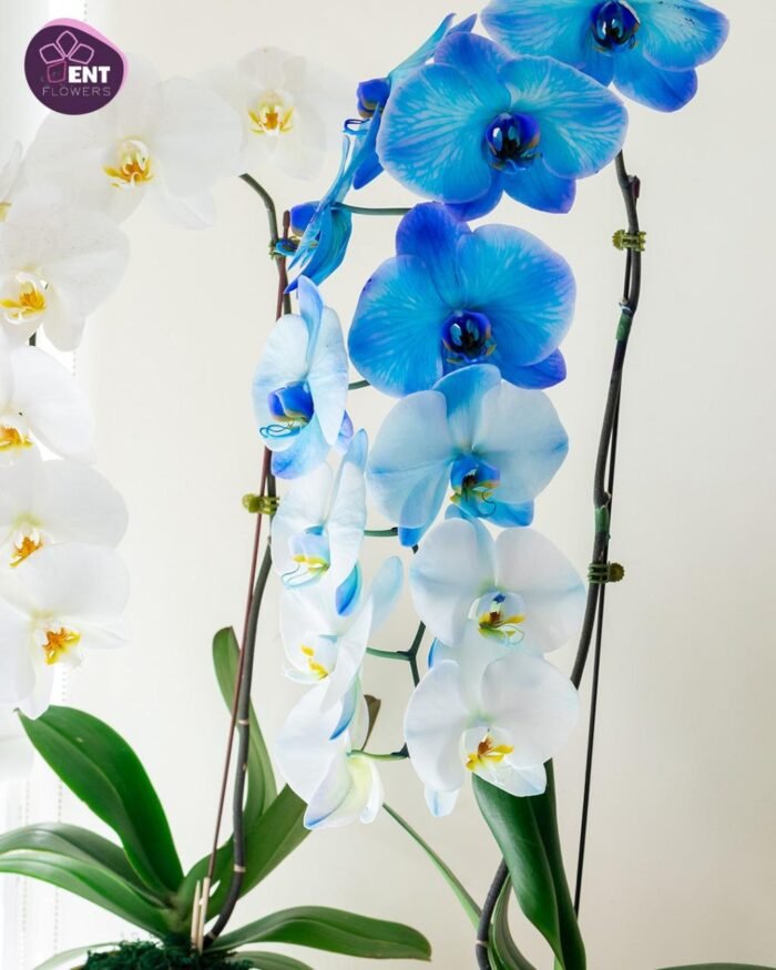 orchids - Image 2