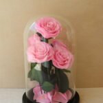 anfenete roses