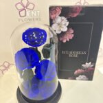 anfenete roses 3 blue
